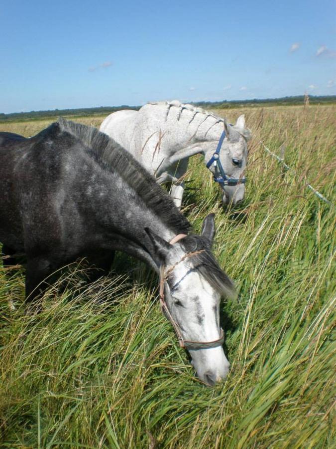 Sassi Talu Horsefarm Hotel Parnumaa Ngoại thất bức ảnh